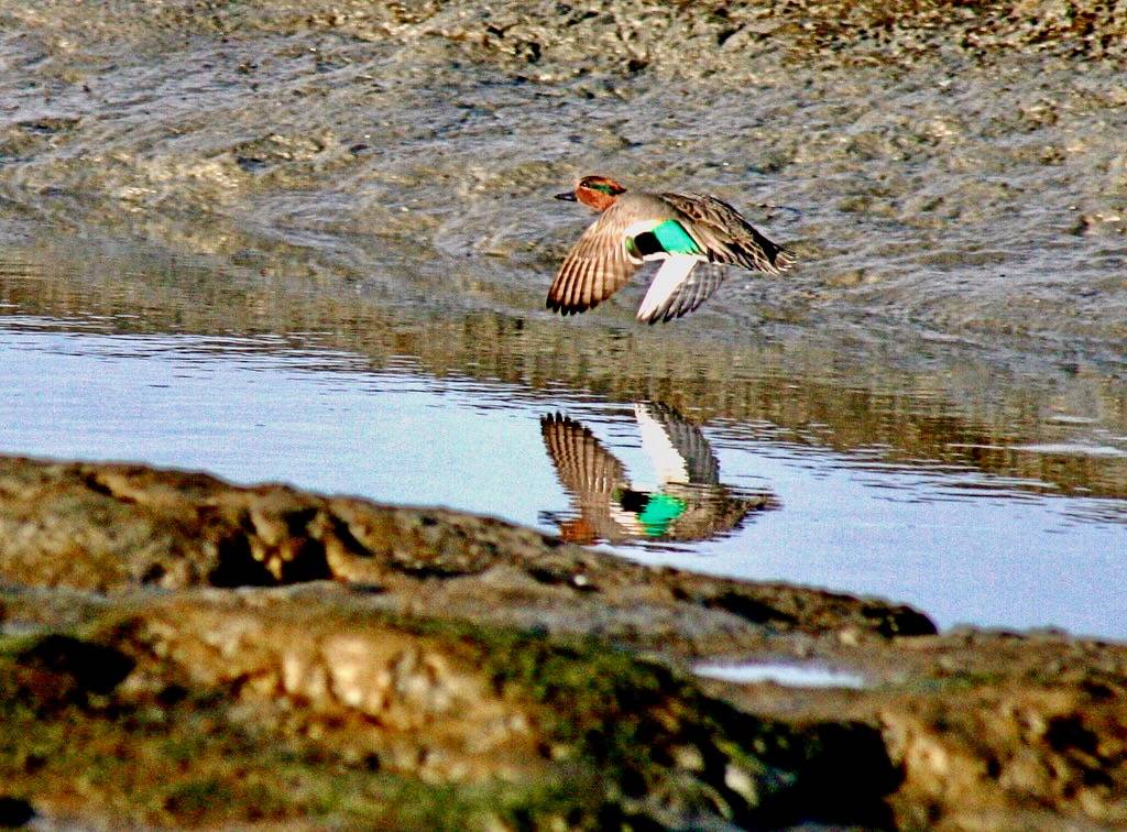 Green-winged teal by TJ Gehling is licensed under CC BY-NC-ND 2.0.